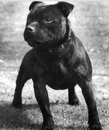 Wyrefare Midland Sure Shot